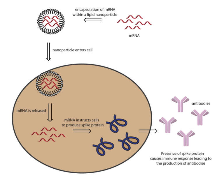 MRNA-1273 Vaccine Patent Landscape (For NIH-Moderna Vaccine) - Public ...