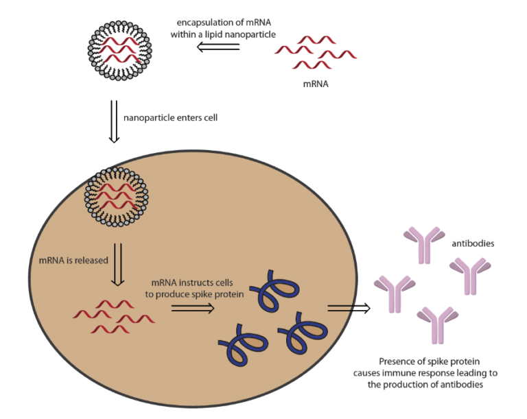 BioNTech and Pfizer’s BNT162 Vaccine Patent Landscape - Public Citizen